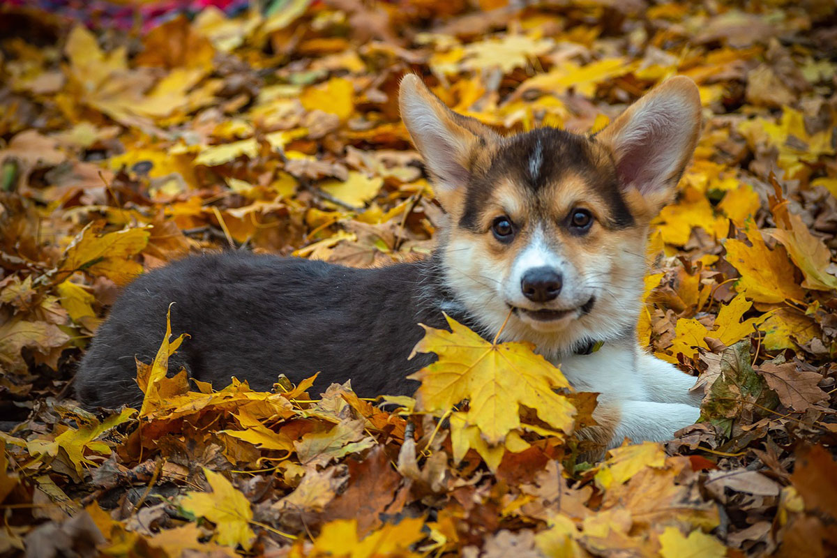 Extra Autumn Dog
