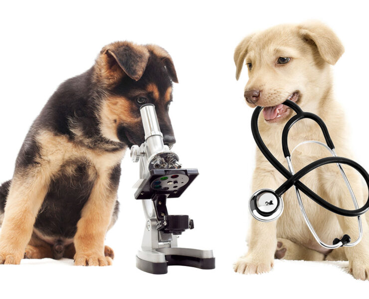 Two dogs, one looking through a microscope, another with a stethoscope in its mouth.