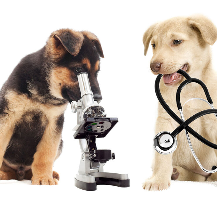 Two dogs, one looking through a microscope, another with a stethoscope in its mouth.