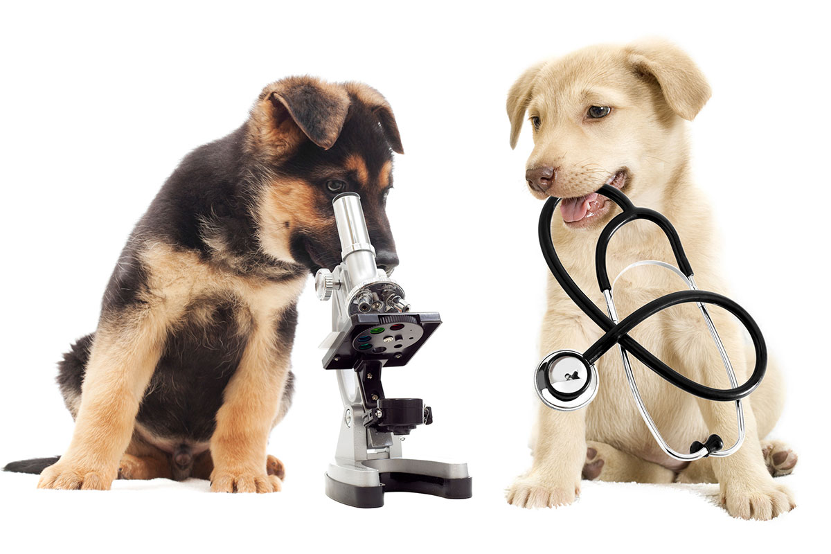 Two dogs, one looking through a microscope, another with a stethoscope in its mouth.