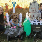 Dogs and their owners participating in a Halloween costume contest.
