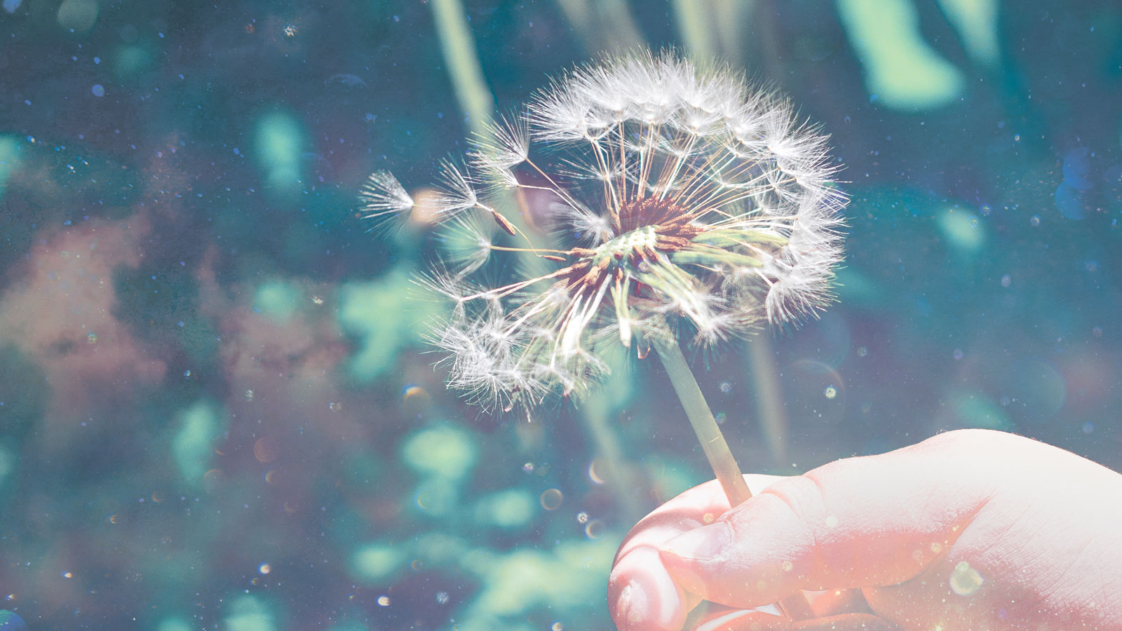 A Child's Hand Holding a Dandelion