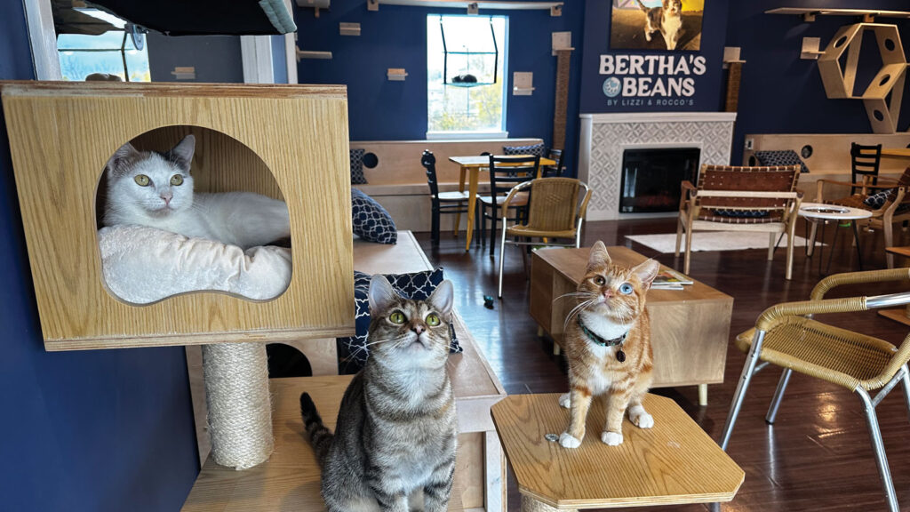 Bertha's Beans Cat Cafe