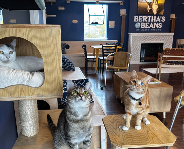 Bertha's Beans Cat Cafe