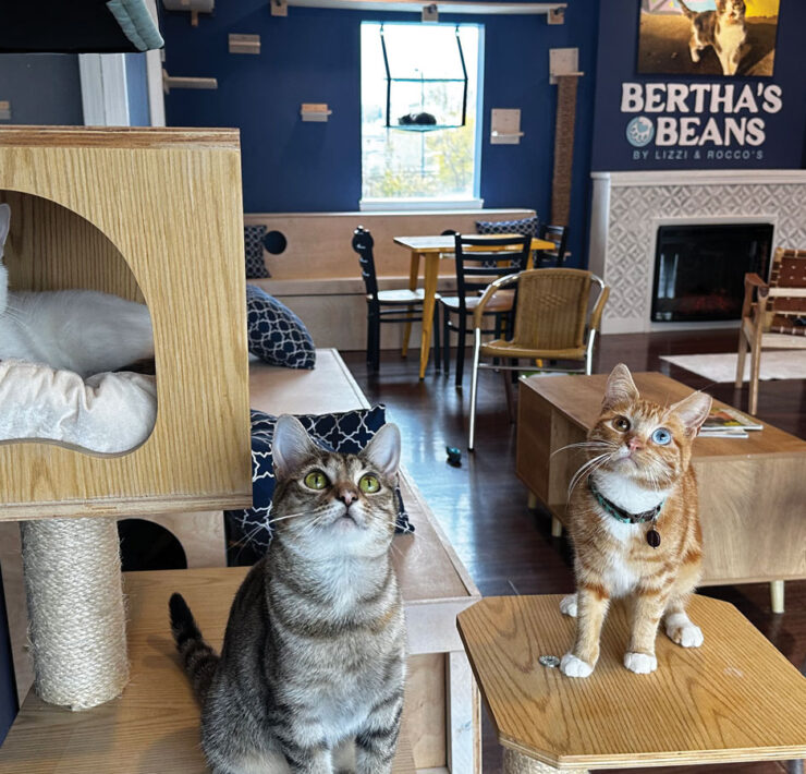 Bertha's Beans Cat Cafe