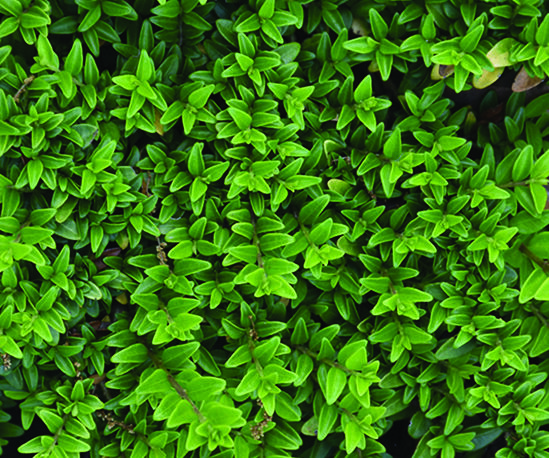 Honeysuckle plant