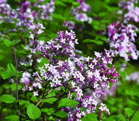 Lilac plant.
