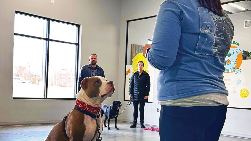 Dog sitting in front of trainer at Lizzi & Roccos