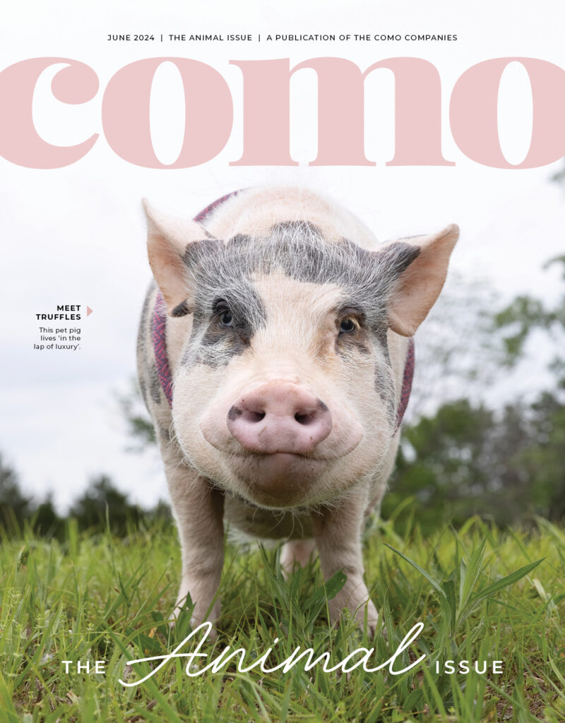 COMO Magazine - The Animal Issue - June 2024 - Truffles the pig on the cover