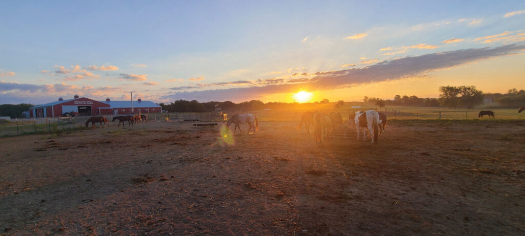 Expansive view of Coyote Hills red barn with horses grazing in the field in front of a gorgeous sunset.