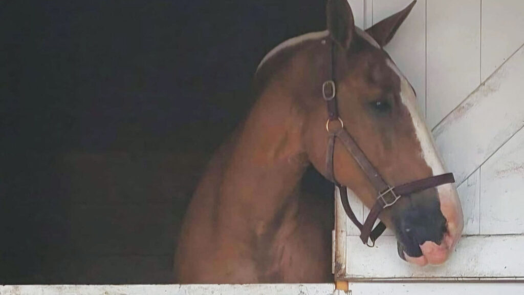 Bill, the Belgian Draft horse