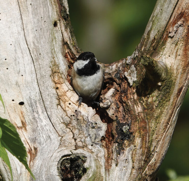 Black Capped Chickadee sitting in the v where a tree branches off. By Lottie Bushmann