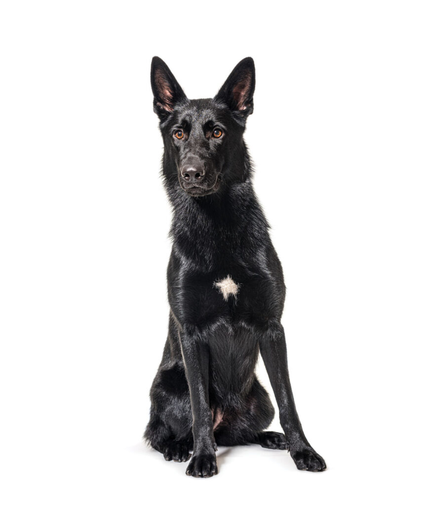 Black Shepherd Dog With No Collar