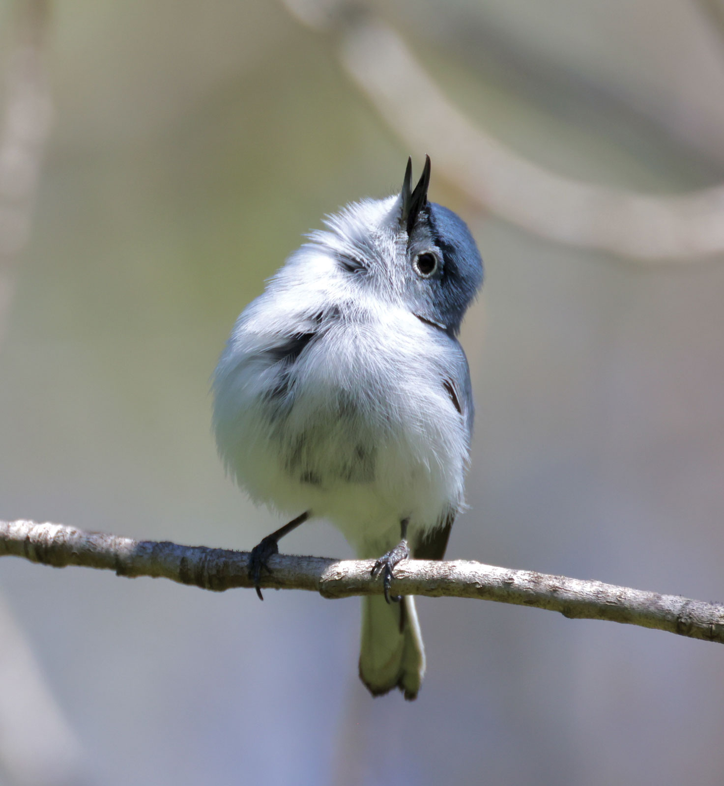 Bluebird sitting on a slim twig with an open beak tweeting upward. | By Cheryl Rosenfeld