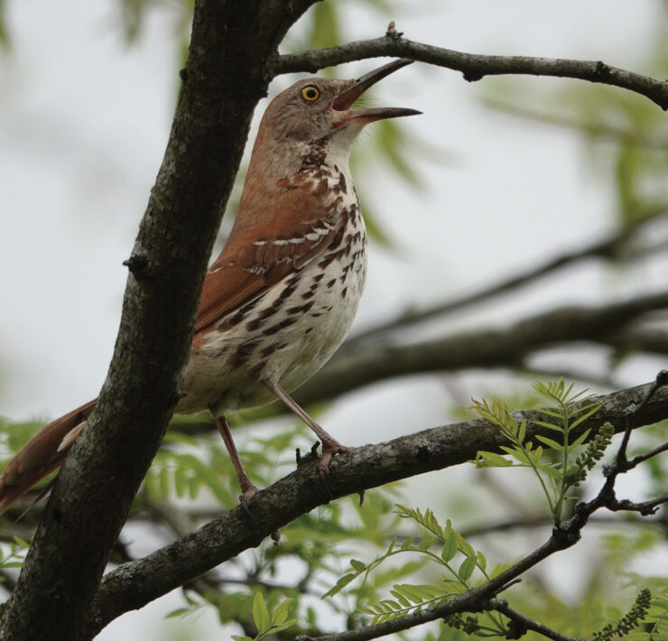 Brown Thrasher sitting on a branch with its beak open. By Lottie Bushmann