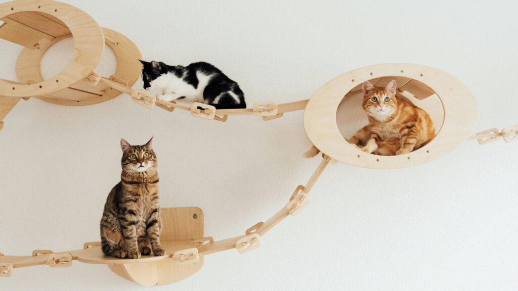 Cats In Wall Mounted Beds by Arina Krasnikova