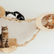 Cats In Wall Mounted Beds by Arina Krasnikova