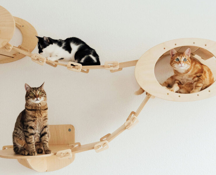 Cats In Wall Mounted Beds by Arina Krasnikova