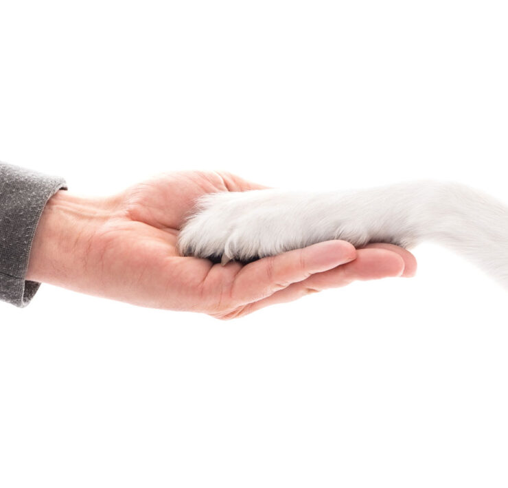 Dog and Human as friend and partner, hand and paw on each other