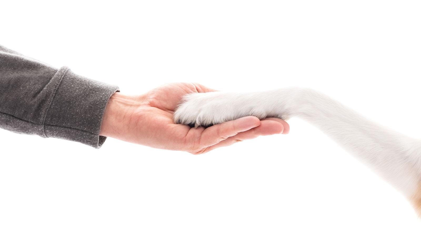 Dog and Human as friend and partner, hand and paw on each other