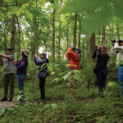 Kiwanis Bird Hike: Group of adults all looking toward the canopy of trees above, some with binoculars surrounded by green foliage. By Steve Bybee