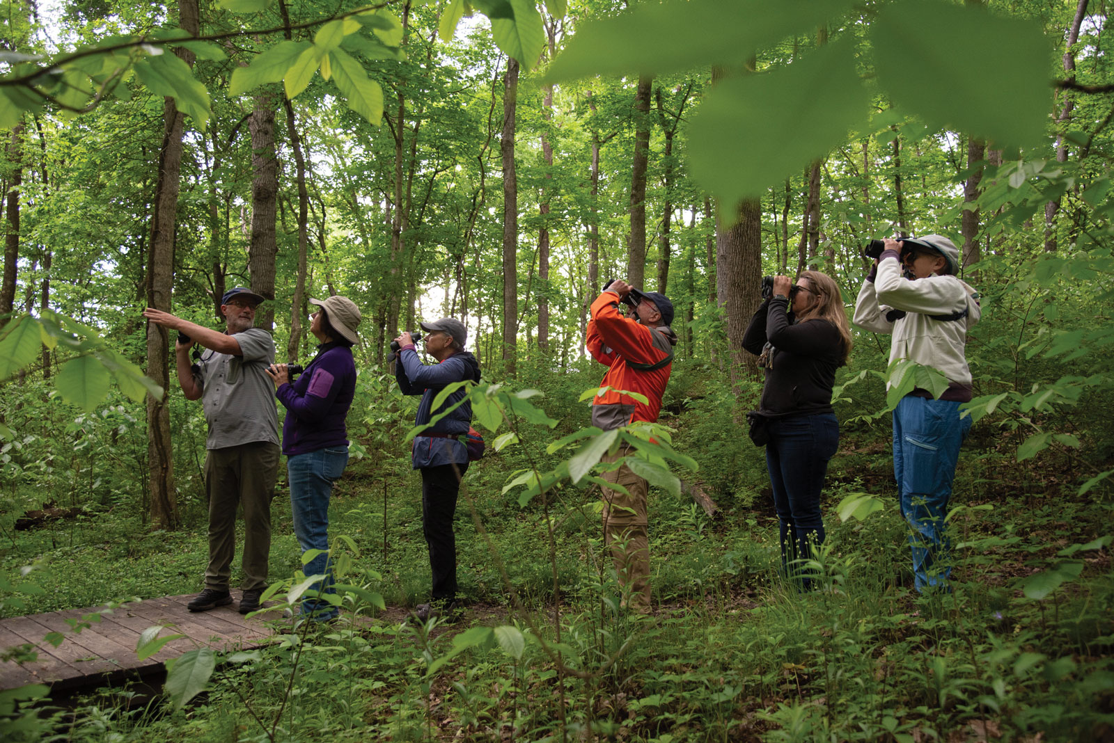 Kiwanis Bird Hike: Group of adults all looking toward the canopy of trees above, some with binoculars surrounded by green foliage. By Steve Bybee
