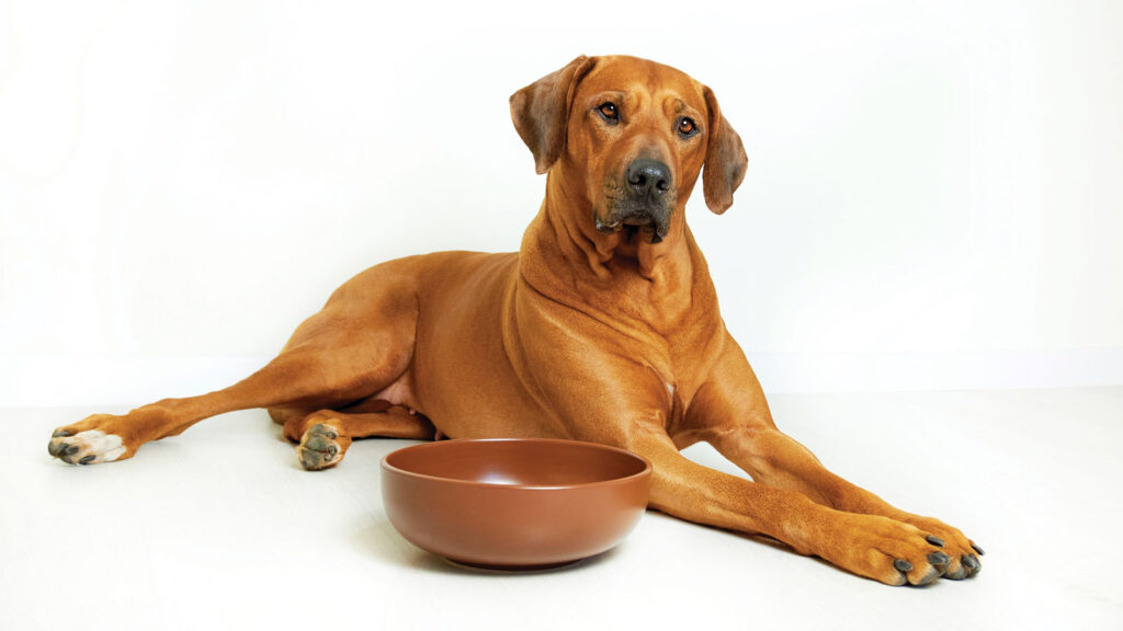 Rhodesian Ridgeback Dog and Empty Food Bowl