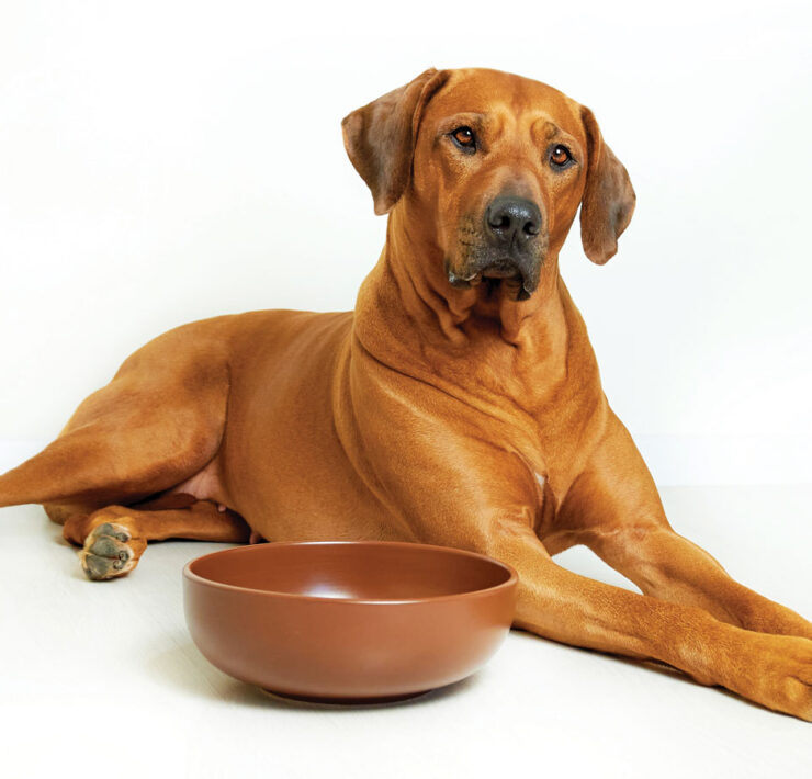 Rhodesian Ridgeback Dog and Empty Food Bowl