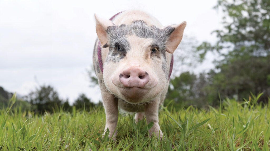 Truffles the pig standing in grass looking in the camera.