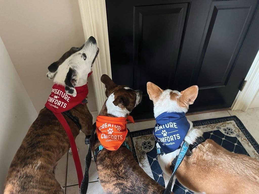 3 Dogs Wearing Creature Comforts Bandanas