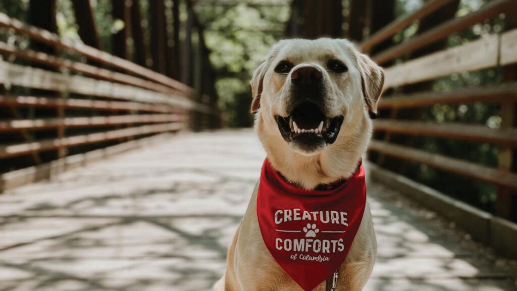 Creature Comforts: Golden Retriever on bridge