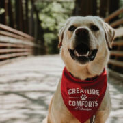 Creature Comforts: Golden Retriever on bridge