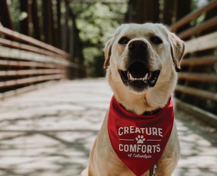 Creature Comforts: Golden Retriever on bridge