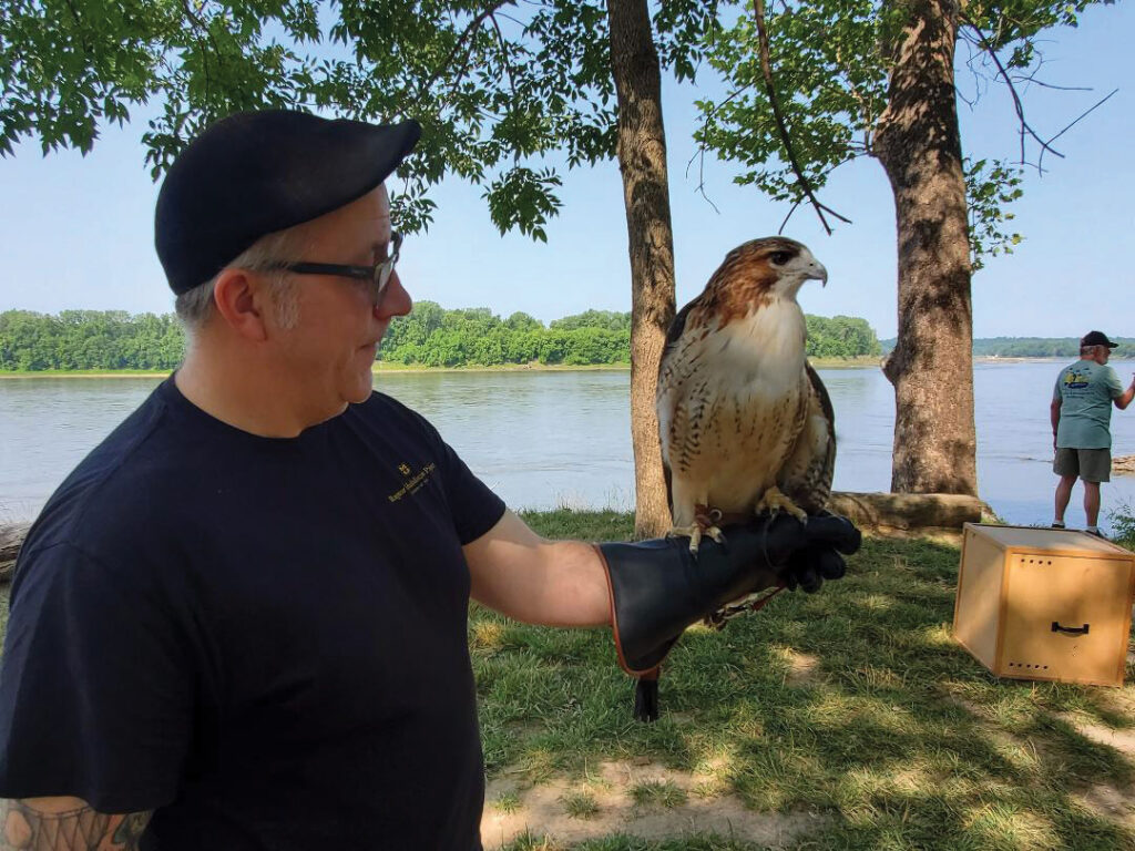 Hawk Handler with  Raptor Rehabilitation Project at the University of Missouri’s College of Veterinary Medicine.