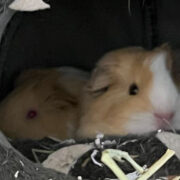 Lucky and Bean Baby the Guinea Pigs