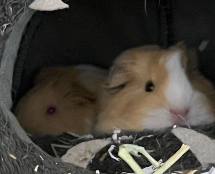 Lucky and Bean Baby the Guinea Pigs