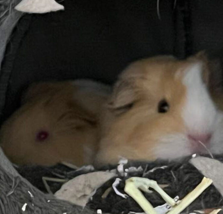 Lucky and Bean Baby the Guinea Pigs