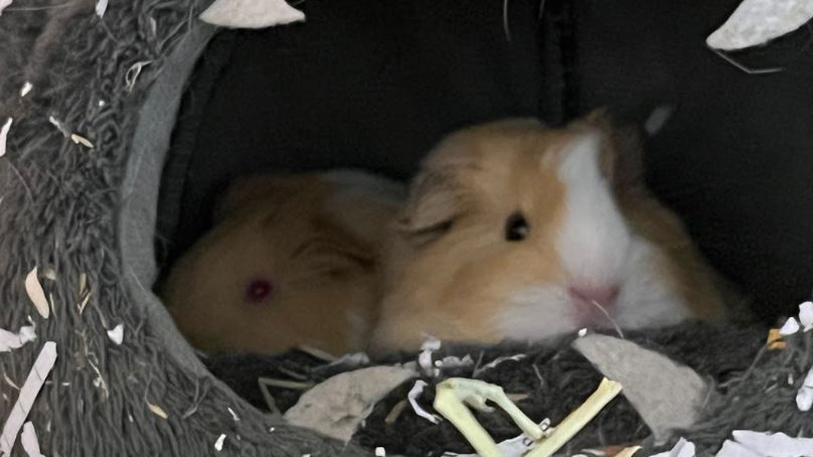 Lucky and Bean Baby the Guinea Pigs