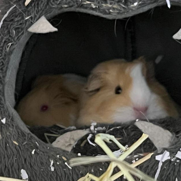 Lucky and Bean Baby the Guinea Pigs