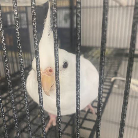 Nigel the Cockatiel