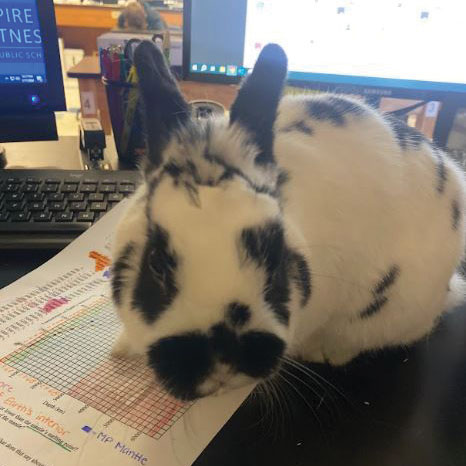 Oreo the Bunny