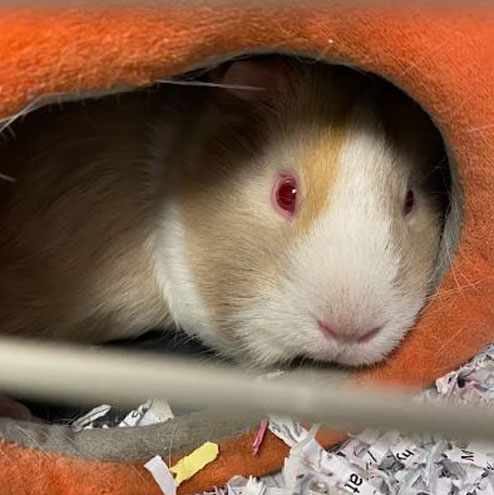 Rasberry the Guinea Pig taking a nap