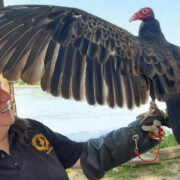 Turkey vulture showing wingspan from Raptor Rehabilitation Project at the University of Missouri’s College of Veterinary Medicine.