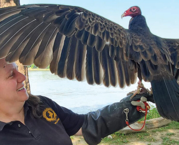 Turkey vulture showing wingspan from Raptor Rehabilitation Project at the University of Missouri’s College of Veterinary Medicine.