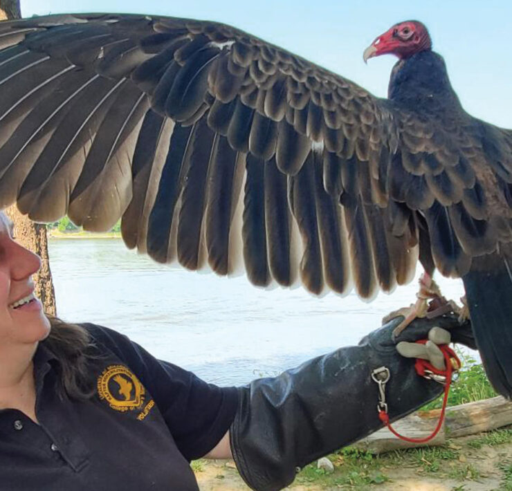 Turkey vulture showing wingspan from Raptor Rehabilitation Project at the University of Missouri’s College of Veterinary Medicine.