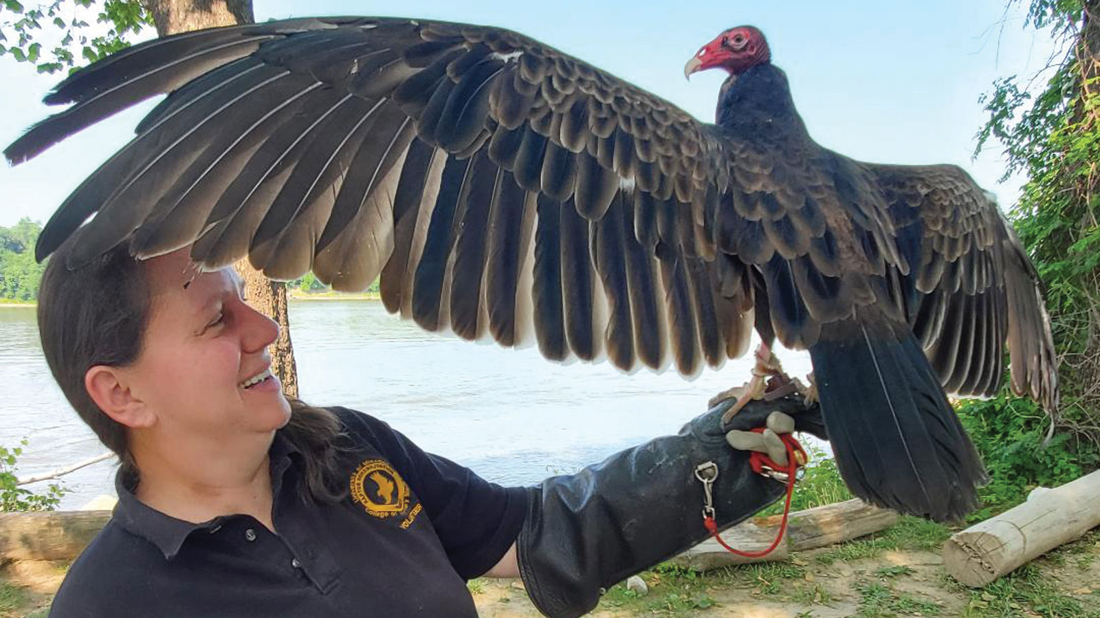 Turkey vulture showing wingspan from Raptor Rehabilitation Project at the University of Missouri’s College of Veterinary Medicine.