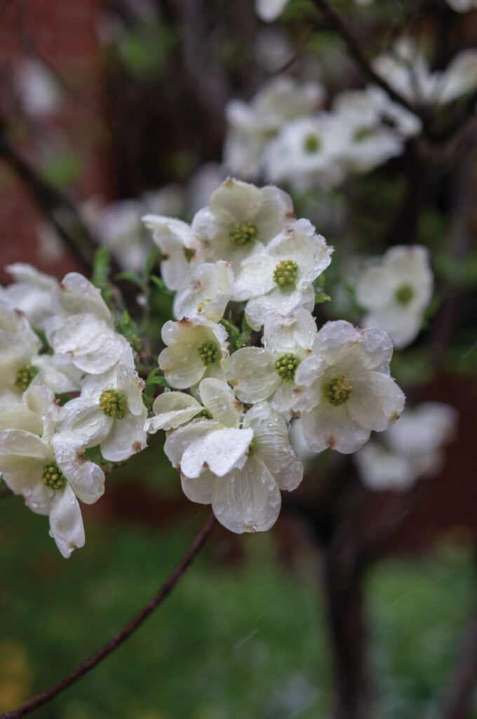 Dewy White Flowers At Boone Health Healing Garden