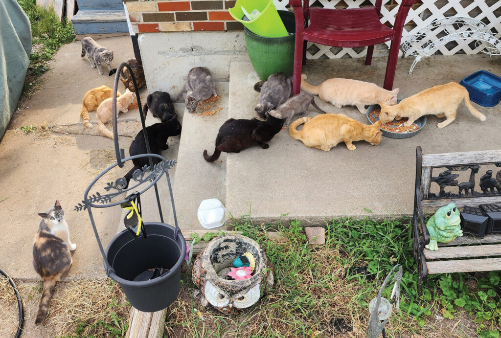 A Colony Of Community Cats Being Fed