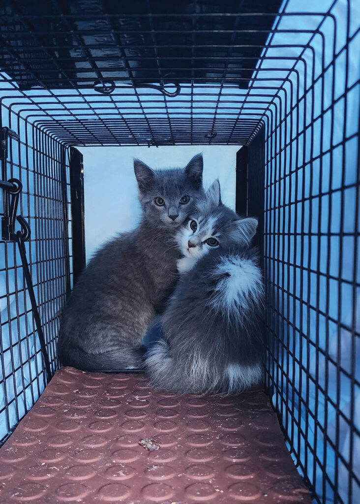 A Pair Of Community Kittens Cuddle In A Trap