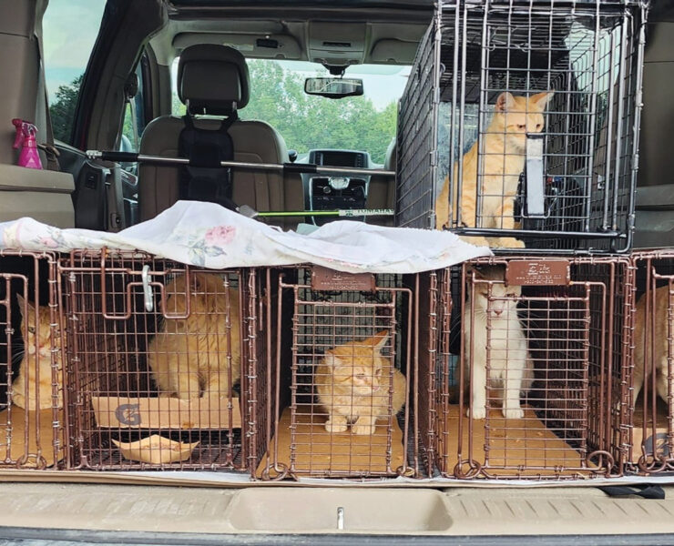 Featured Trapped Community Cats In The Back Of A Car